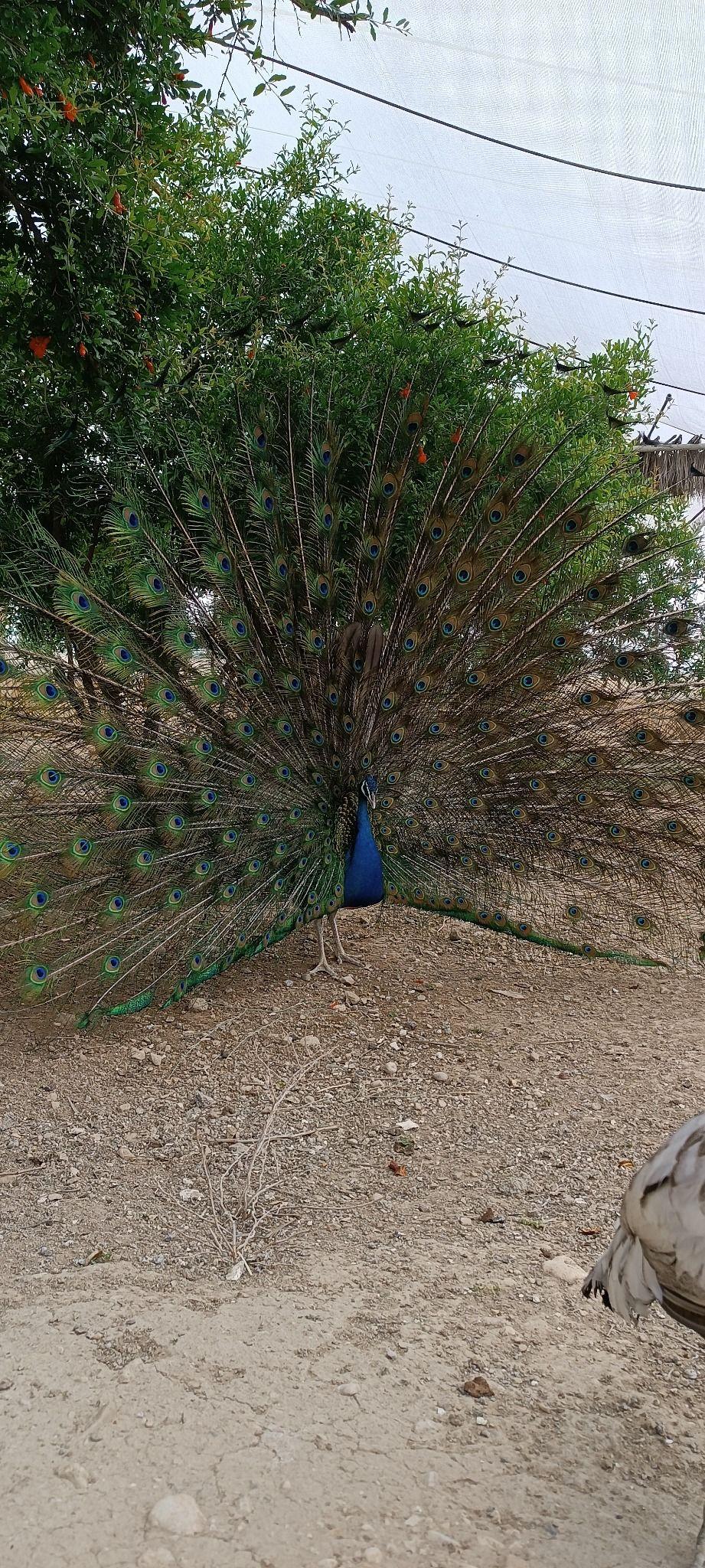 واحد پذیرایی سورنا رستوران سنتی