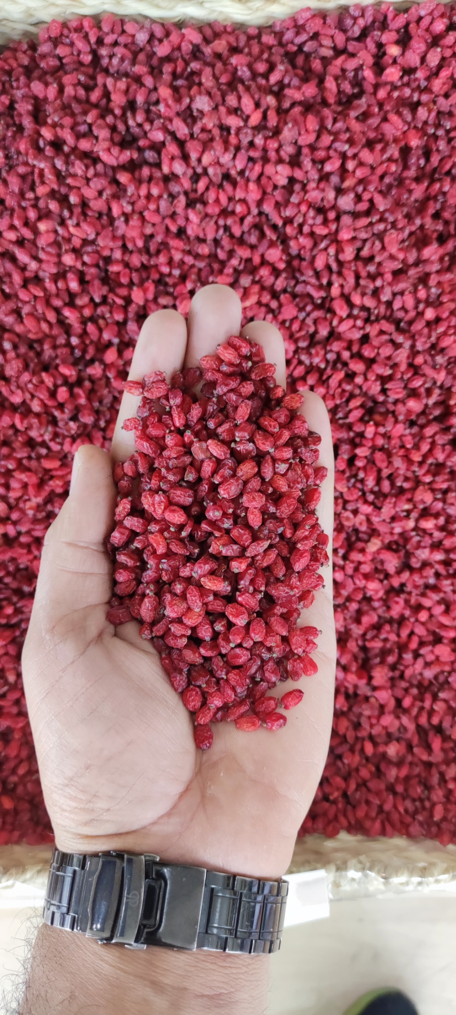 خشکبار قلندری