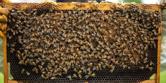 فروش عسل طبیعی طالقان