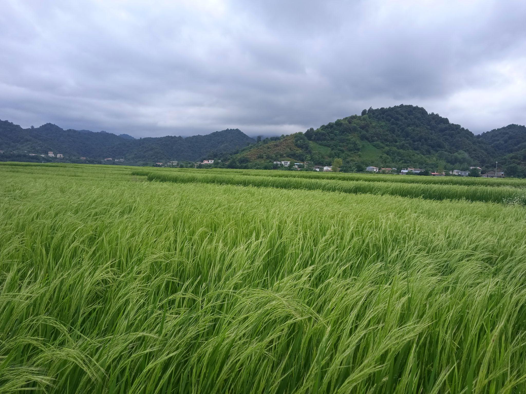 برنج فروشی سنجریان