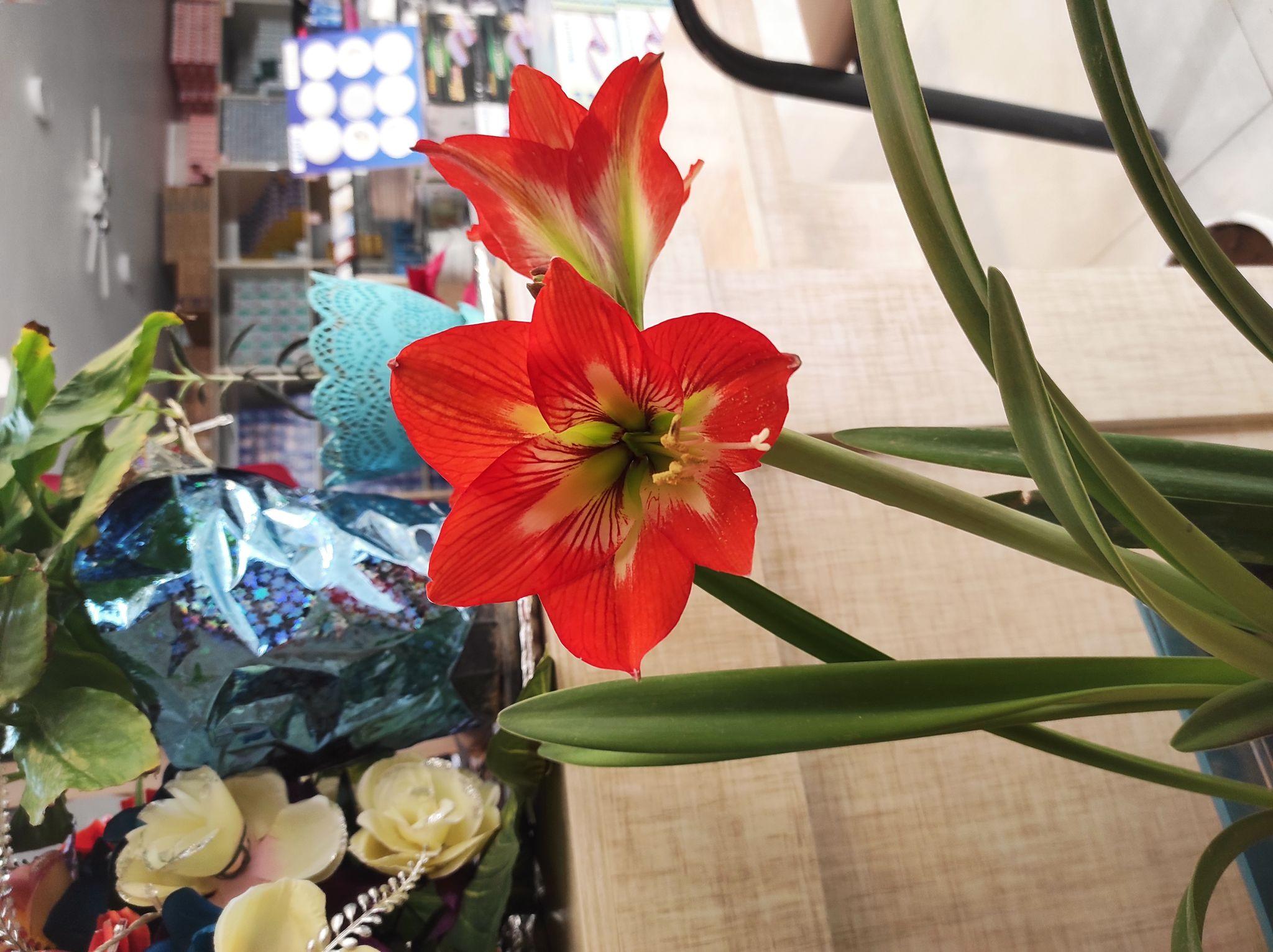 روشنایی و کالای برق لوکس