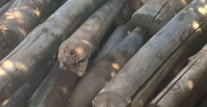 خرید چوب و درخت