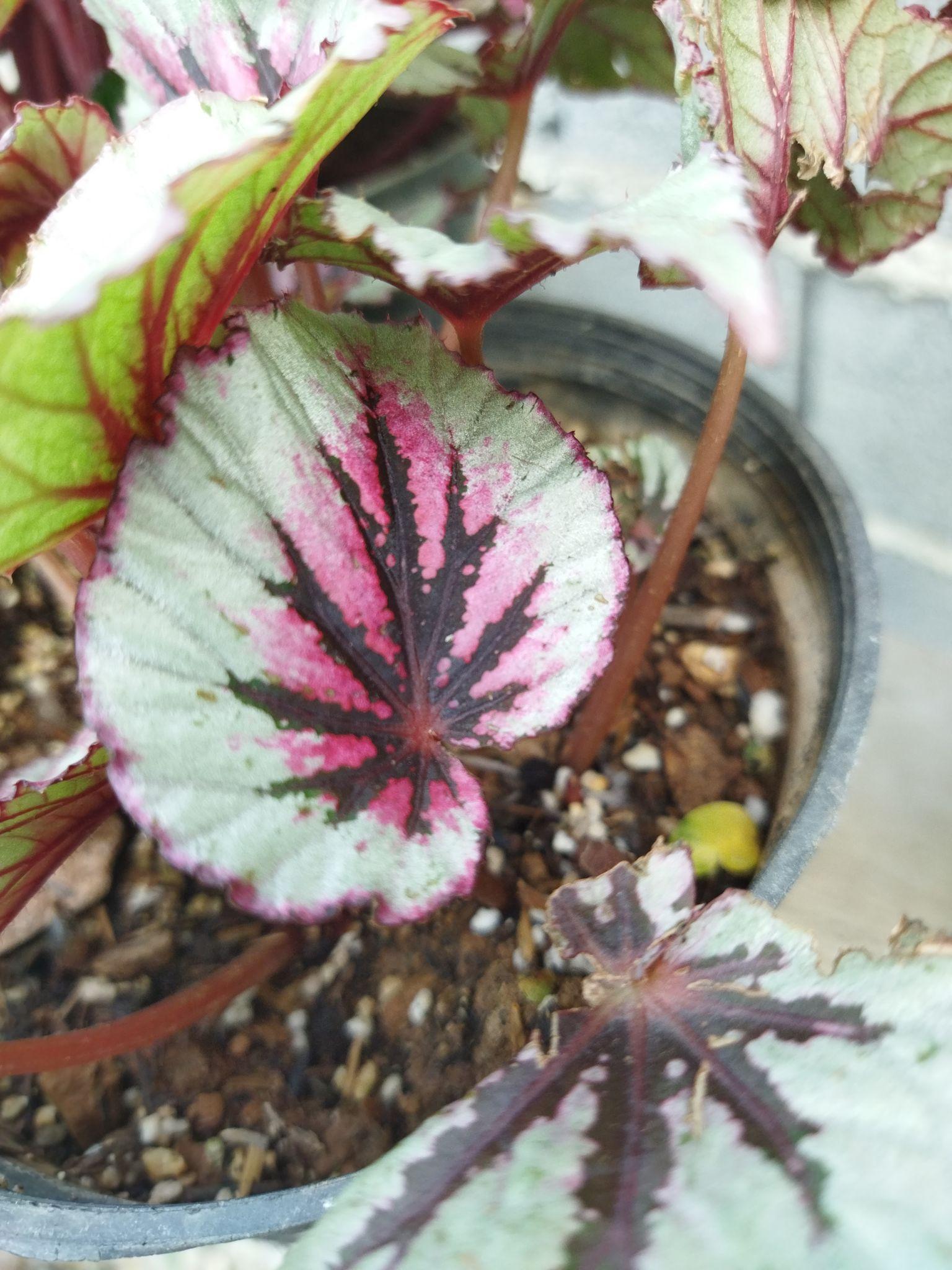 گلخانه شازده