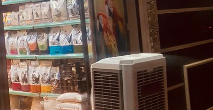 پرنده فروشی پرطلایی