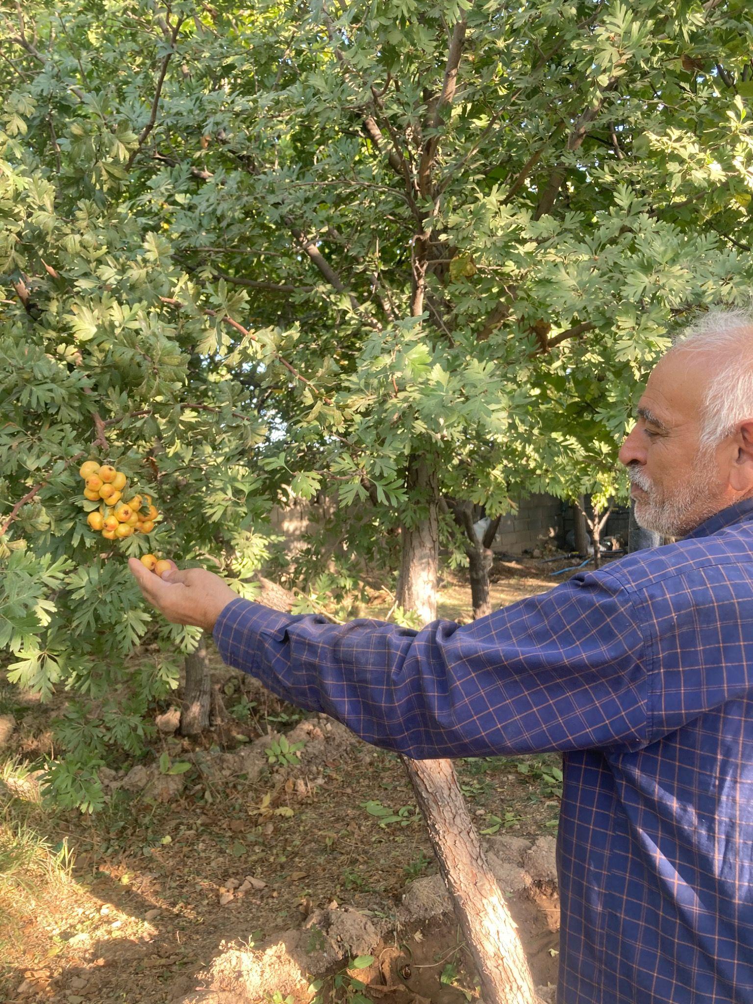 تره بار فروشی برادران رحیمی