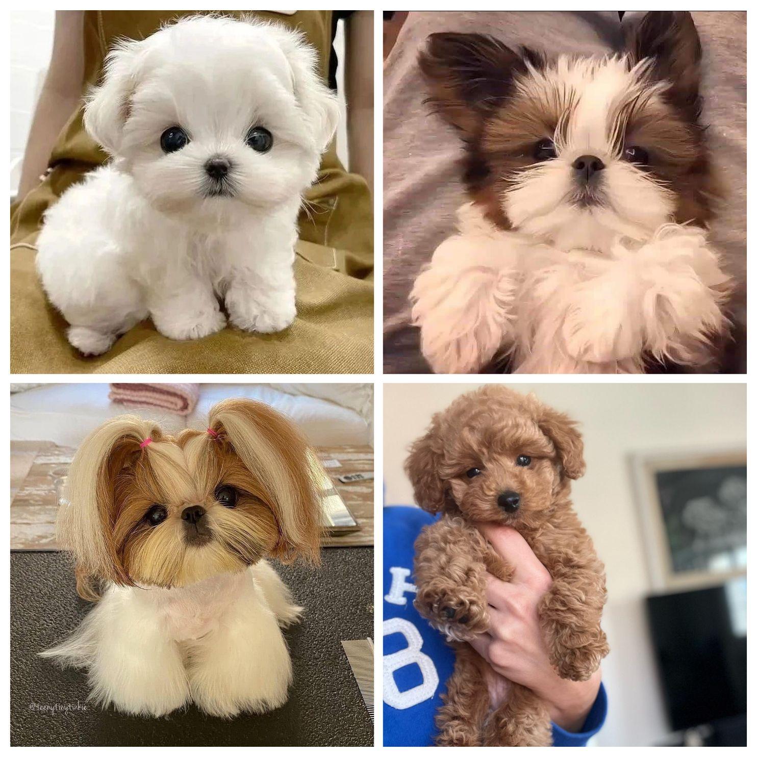 مرکز پرورش خرید فروش سگ در تهران