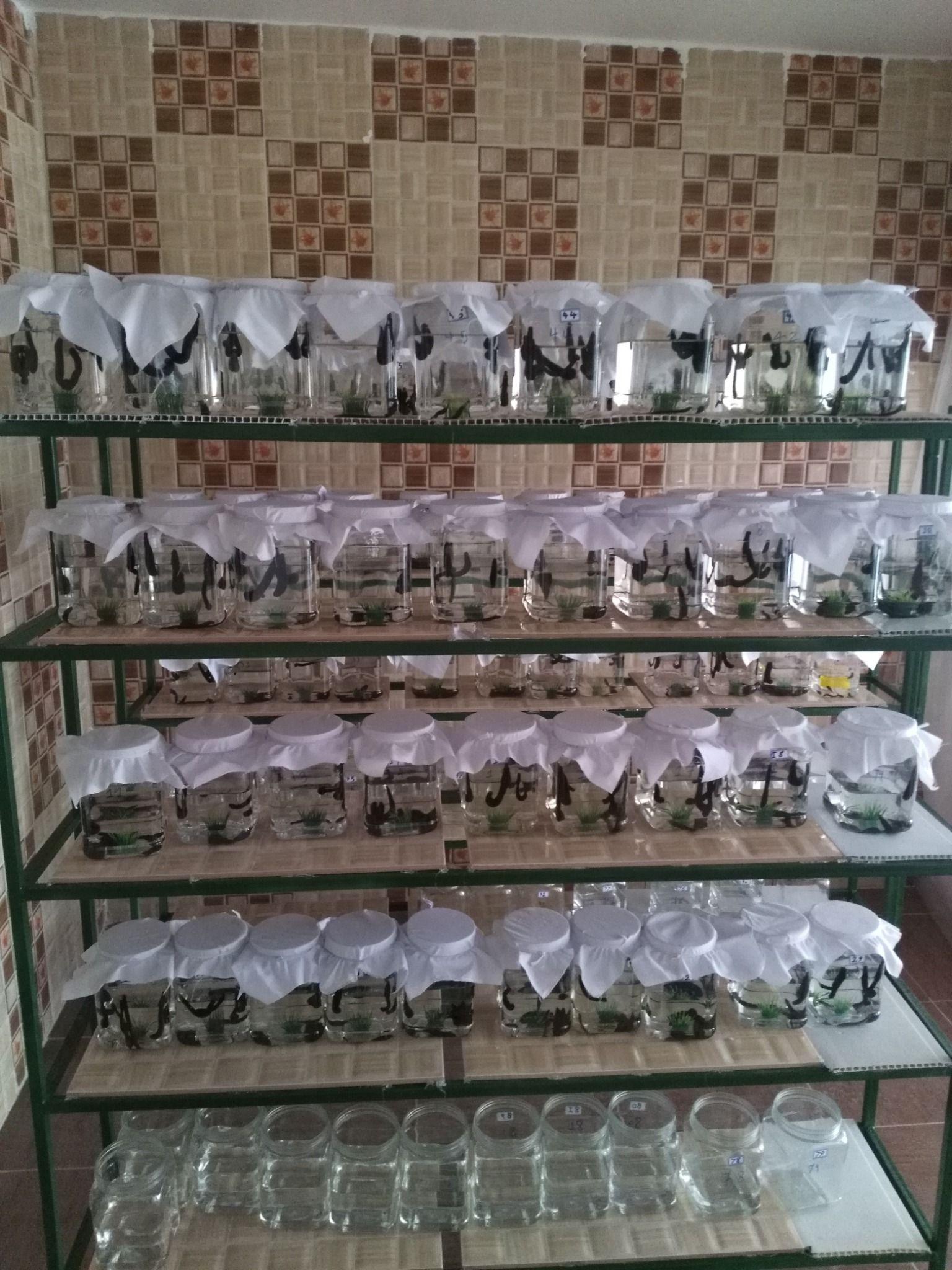 فرتاک زالوی پارس