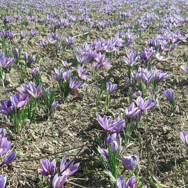 پسته و زعفران رسول جلودار ممقانی