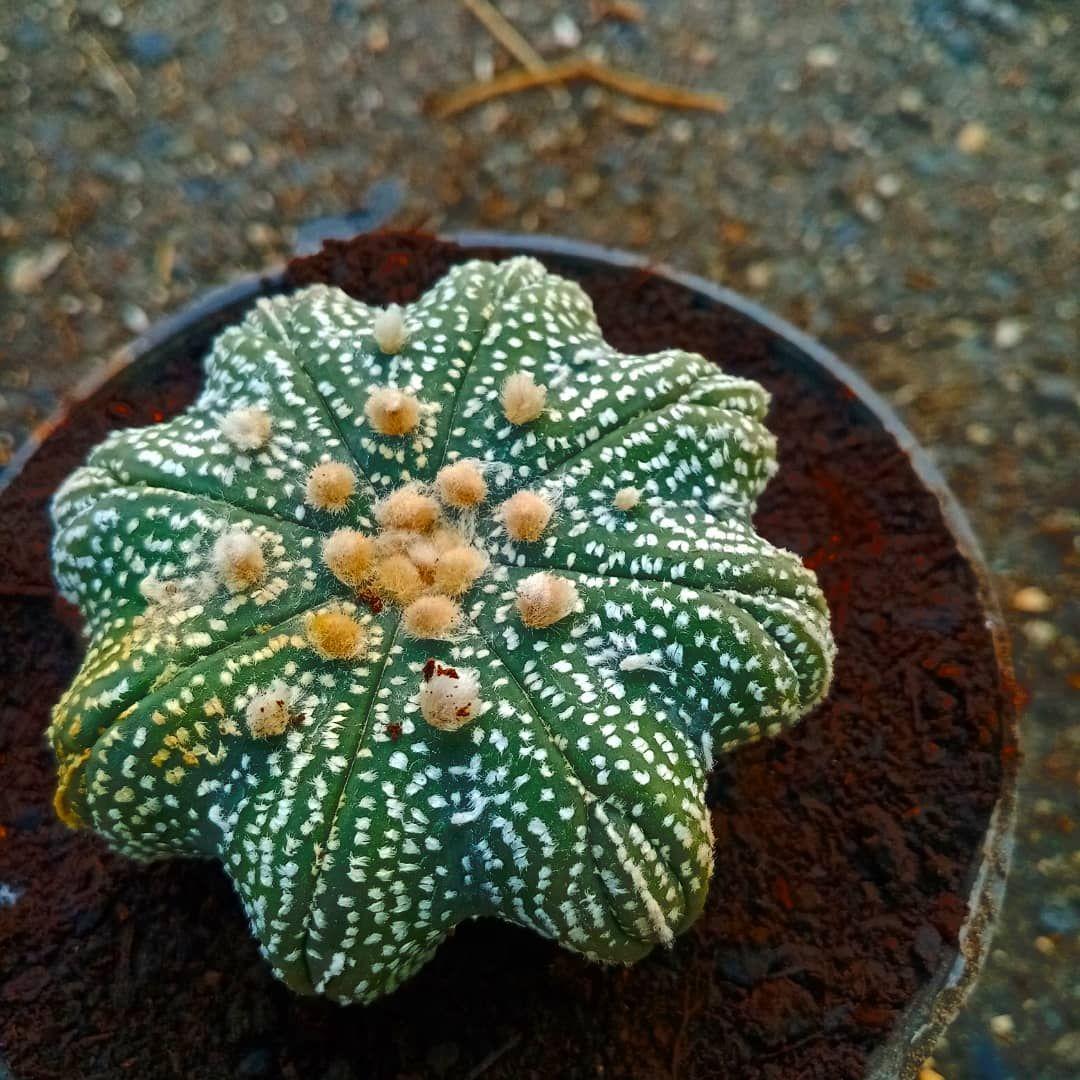 گلخانه و گلسرای مهدی یار