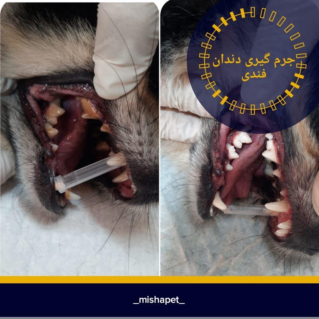 دامپزشکی سیار و شبانه روری دکتر دولت آبادی