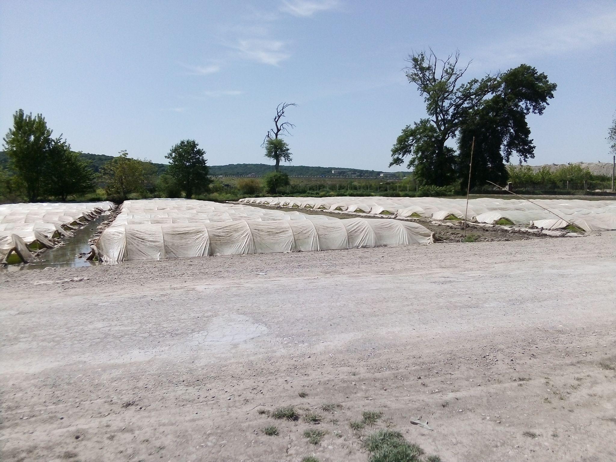 بانک نشا خنکدار