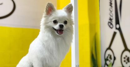 کلینیک تخصصی حیوانات خانگی شیراز