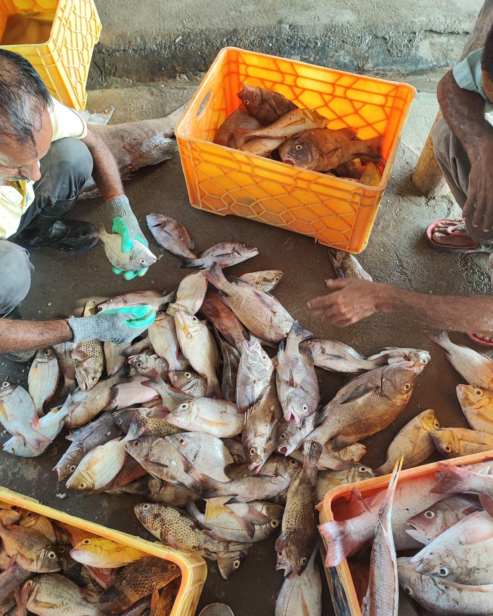 فرآورده های آبزی ثمین