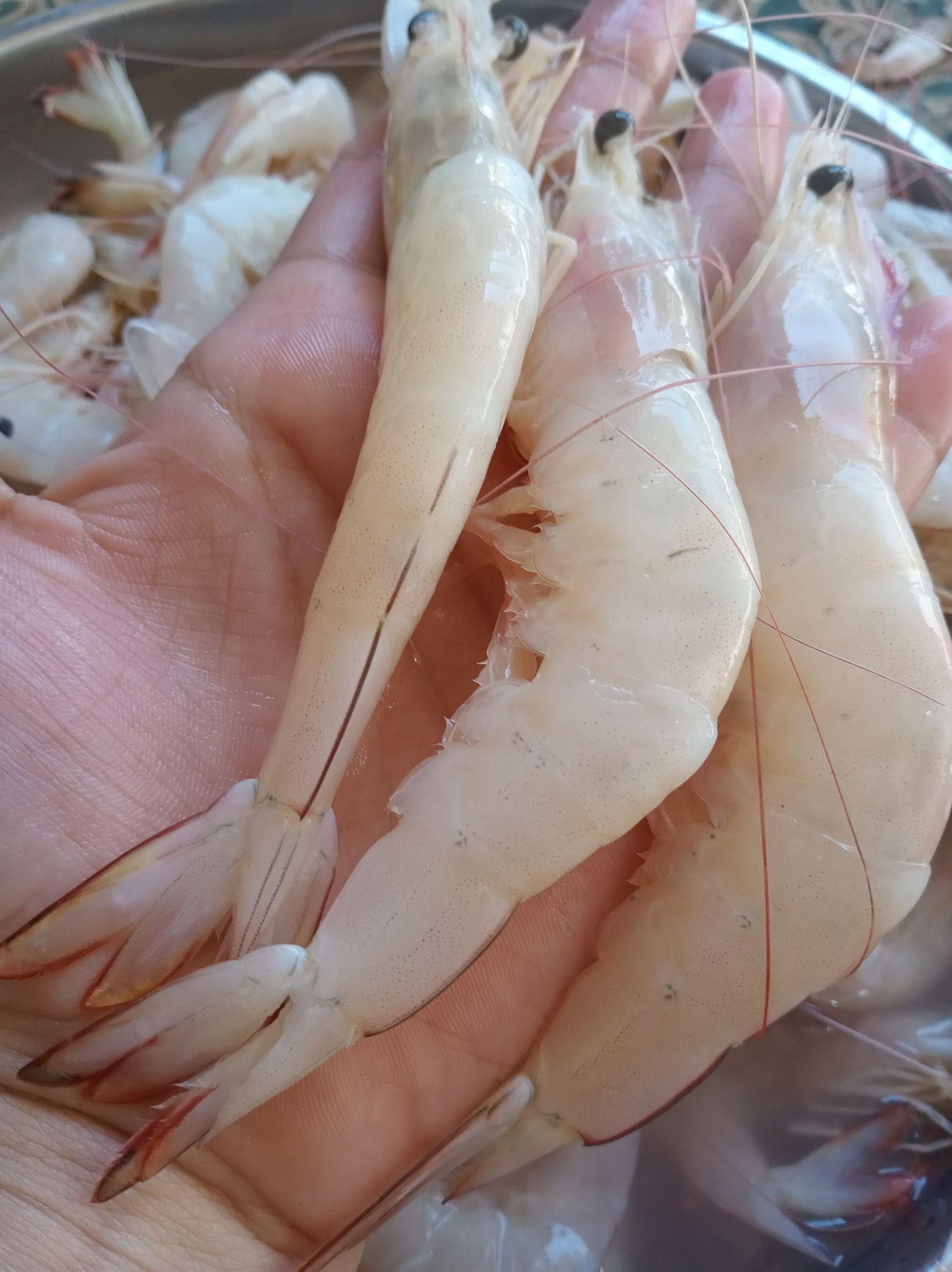 فروش میگو  پاک شده و تازه