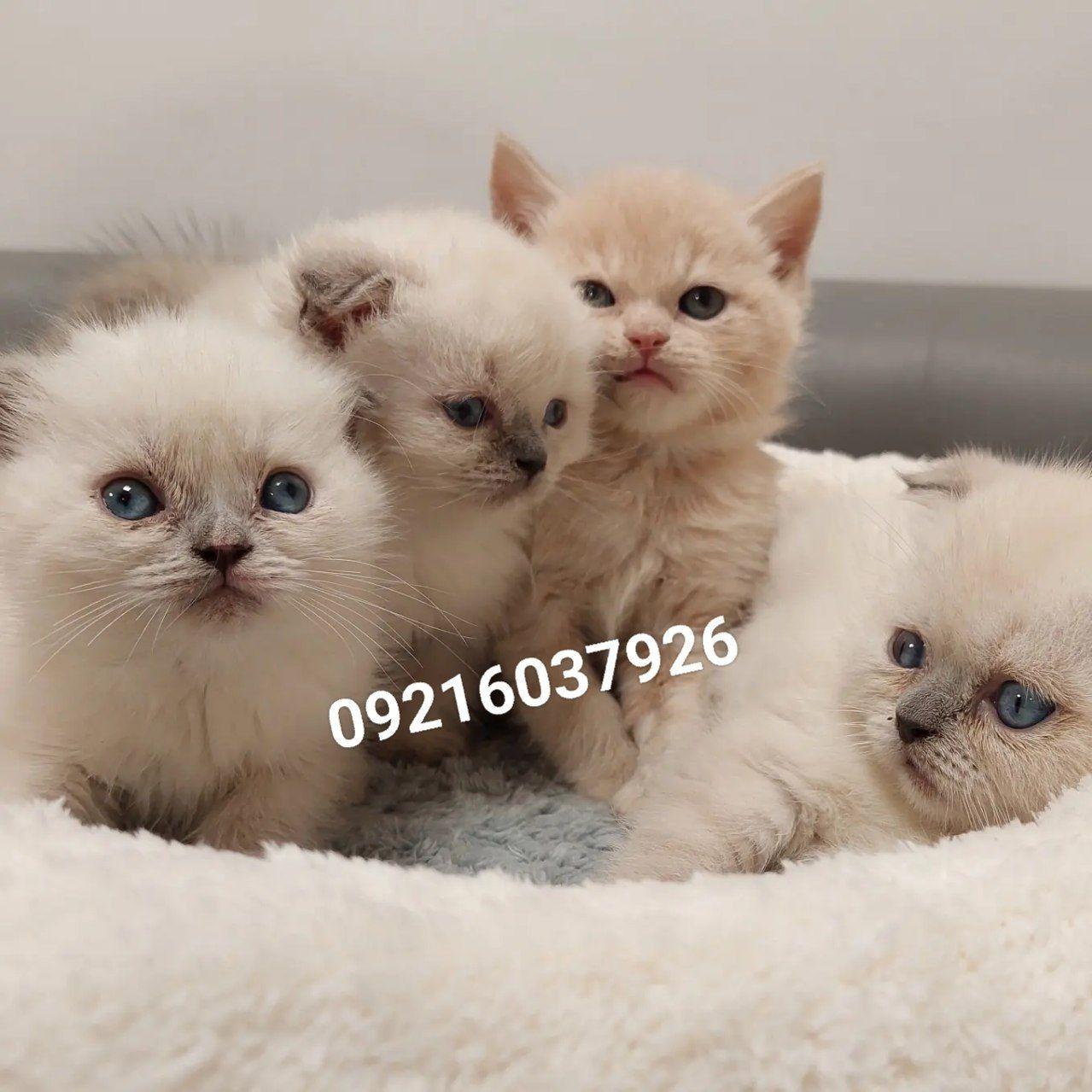 پارسیان کت (خرید و فروش گربه)