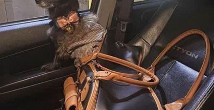 داروخانه دامپزشکی و ملزومات حیوانات