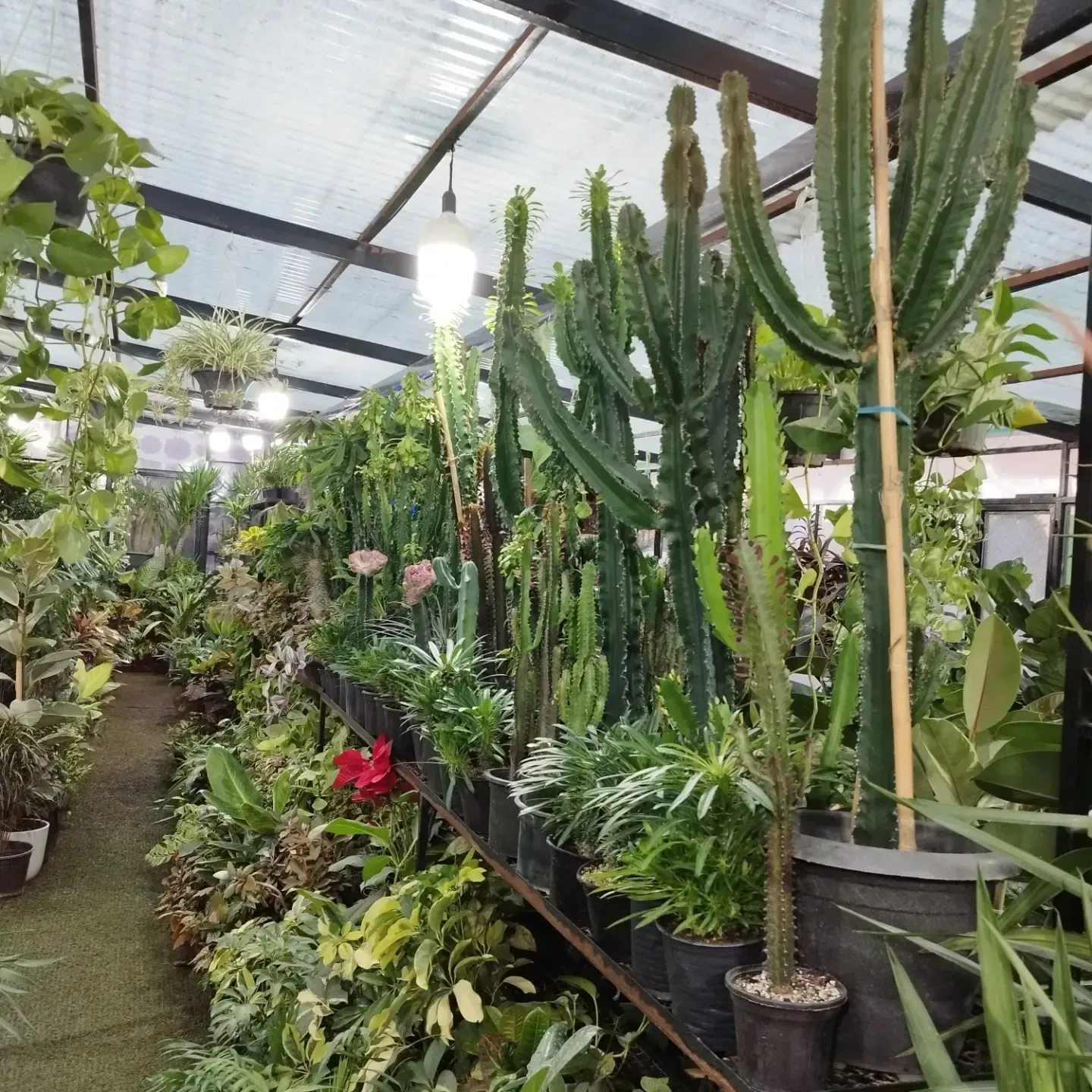 گلخانه امیر