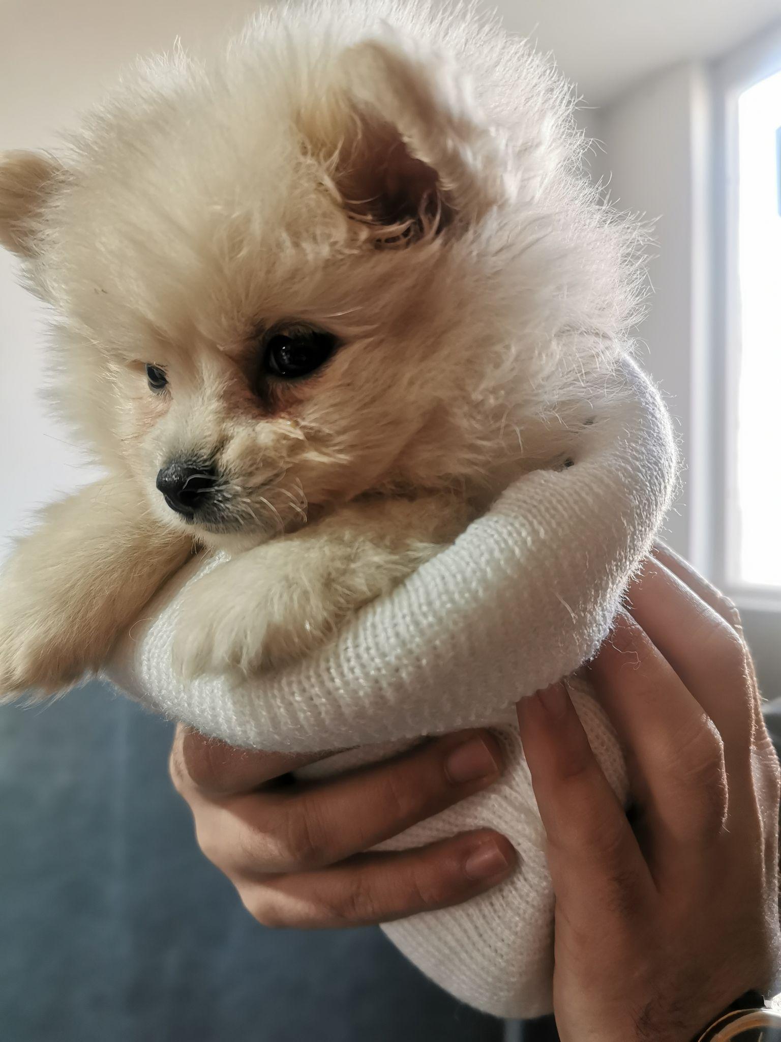 کلینیک دامپزشکی حیوانات خانگی آی وت