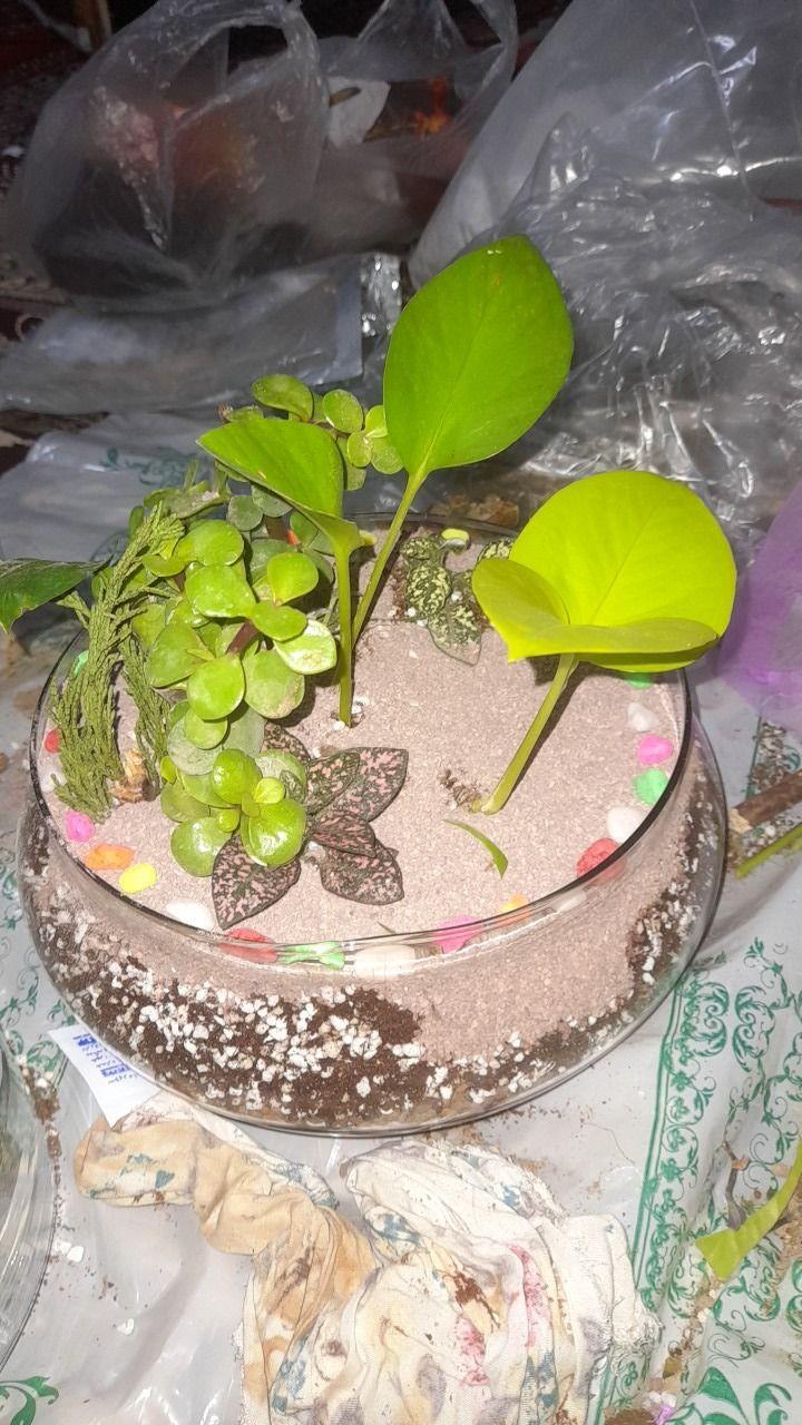 تراریم گل طبیعی ومصنوعی تراریم کاکتوس