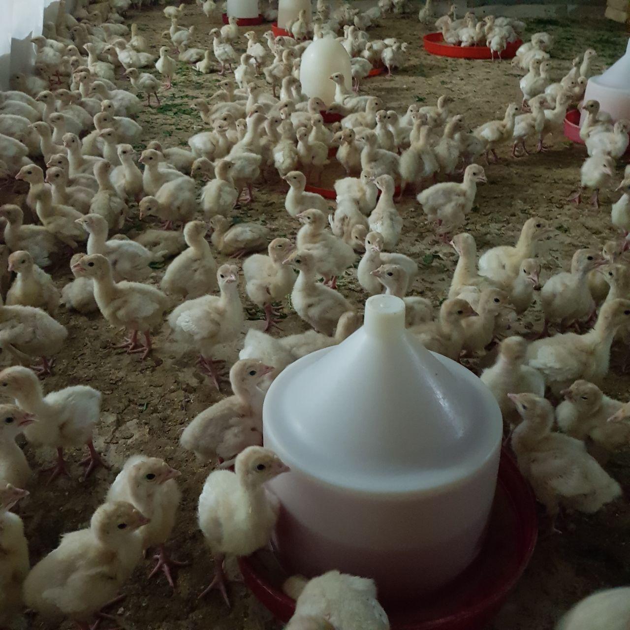 پرورش جوجه بوقلمون فراهانی