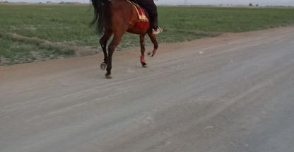 پانسیون و نگهداری از اسب