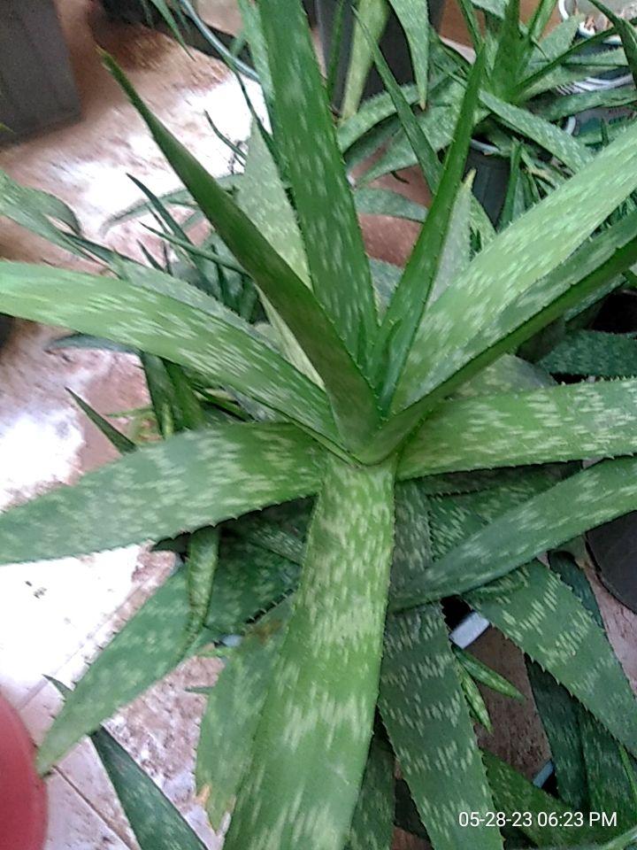 فروشگاه گل آلوئه ورا