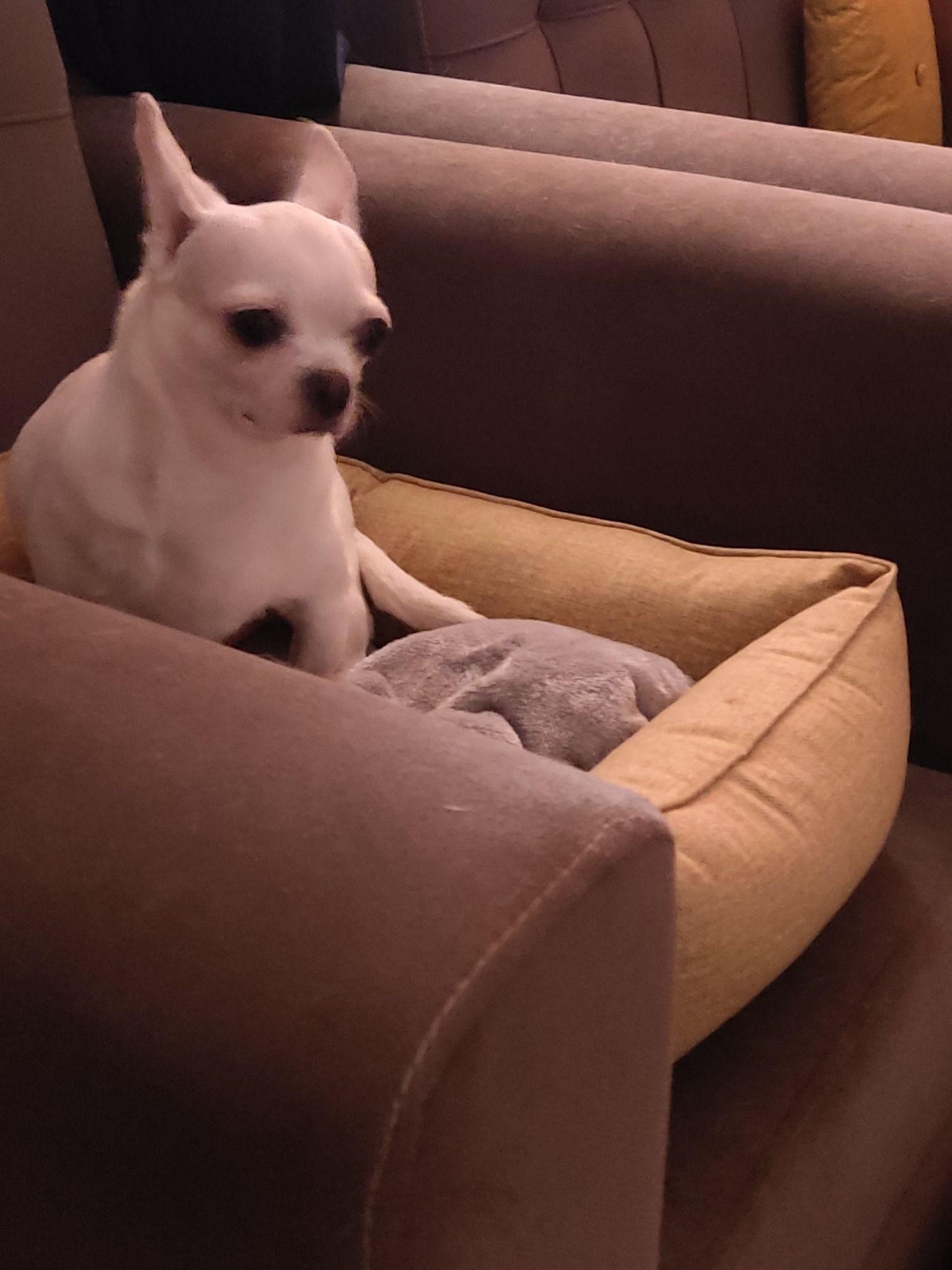 پانسیون نگهداری حیوانات خانگی بابل