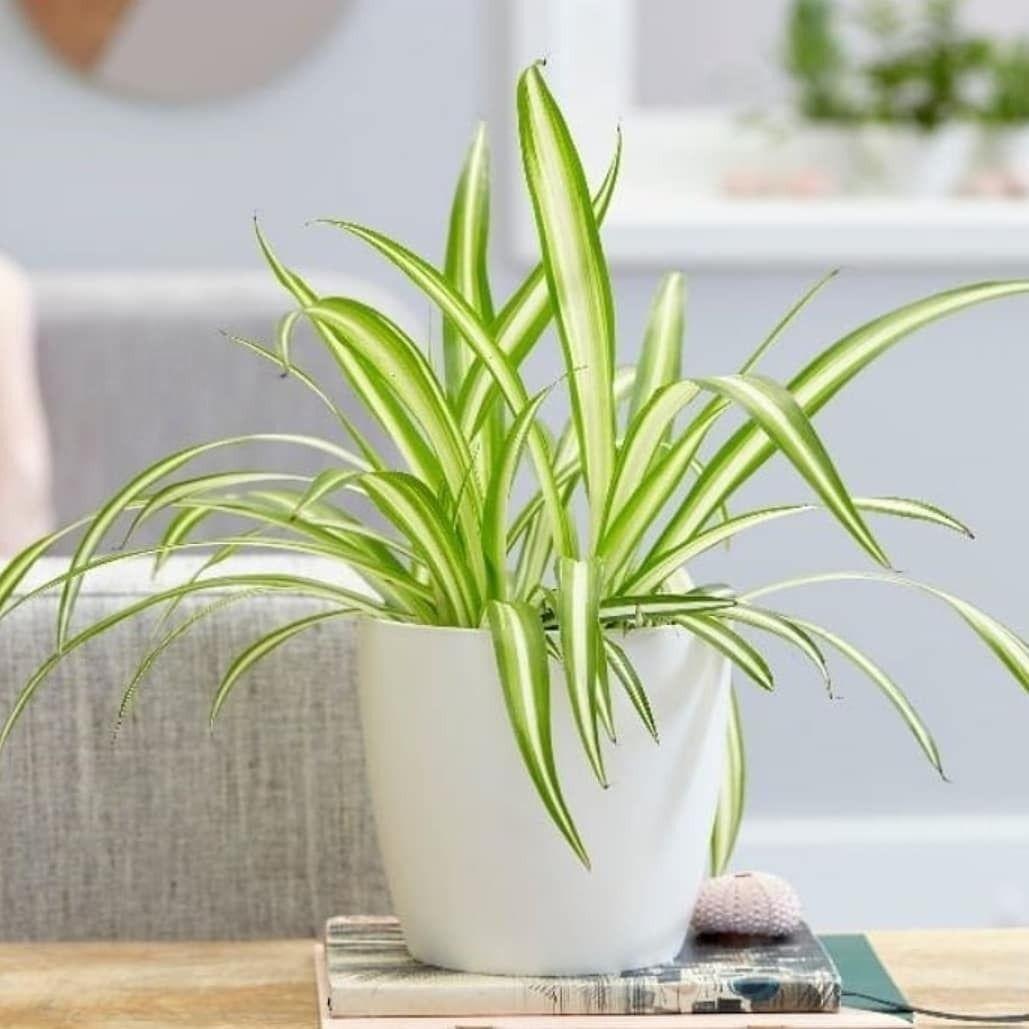 تولید گل و گیاه فردیس