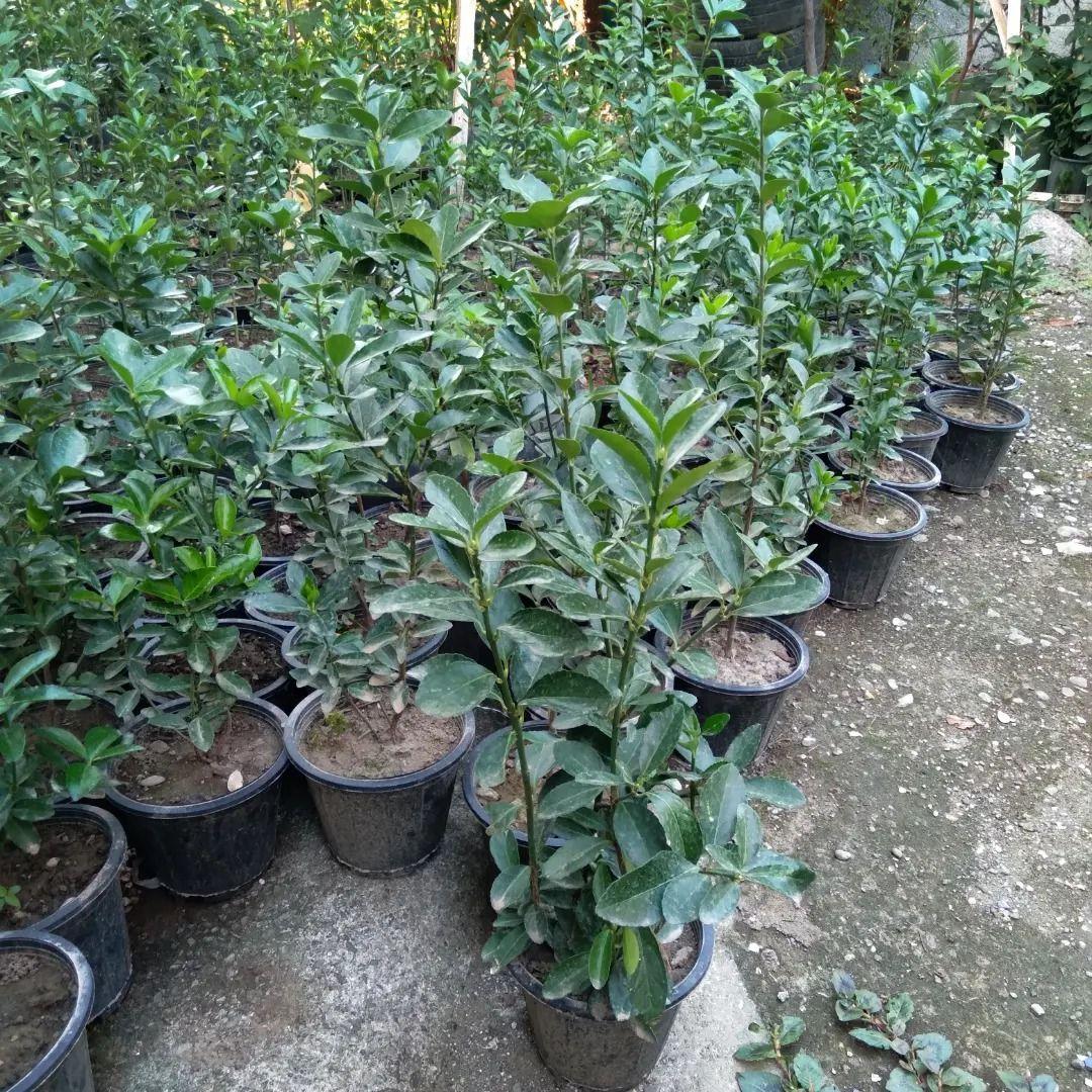 تولیدی گل وگیاه ناندینا