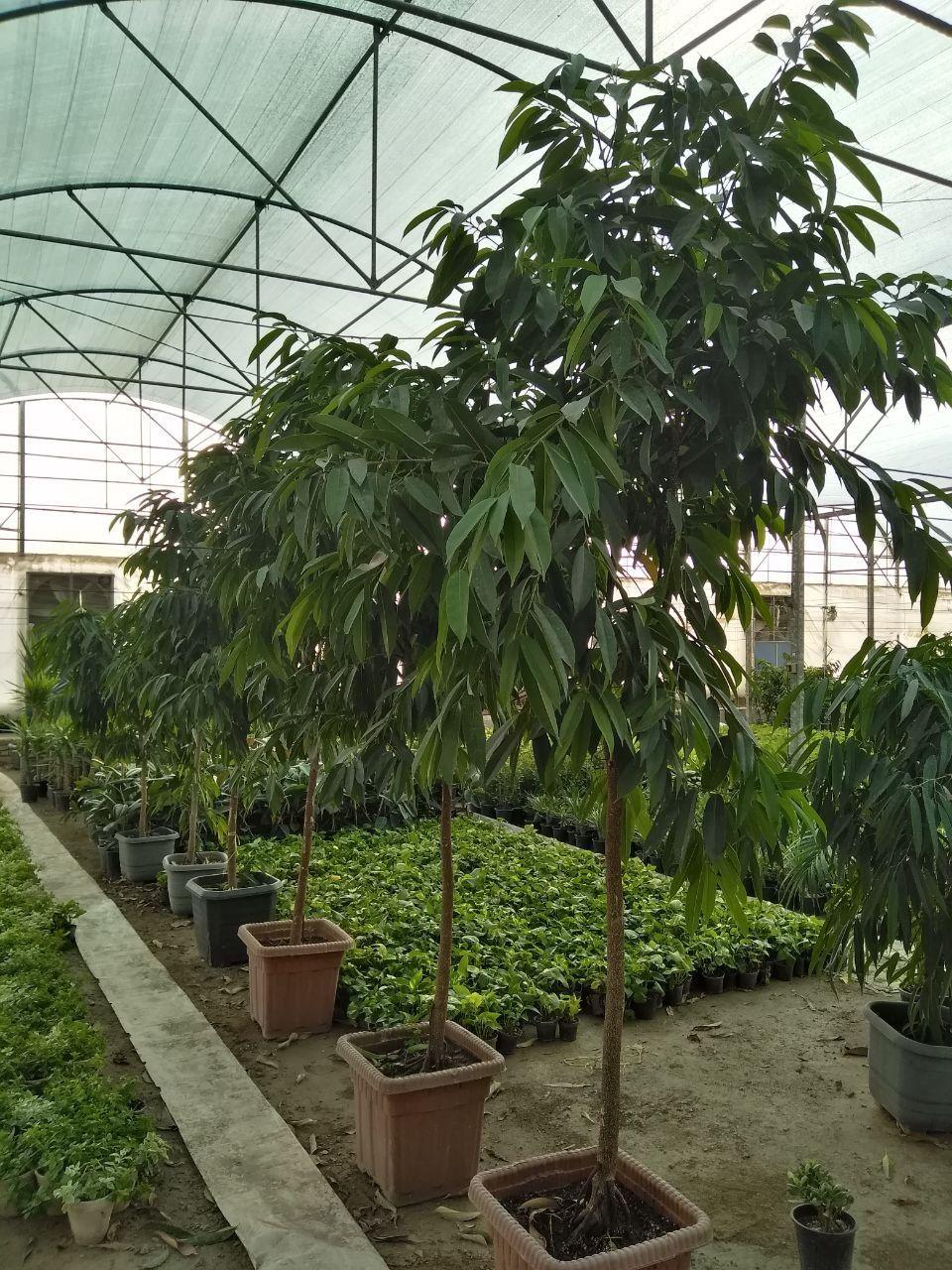 گلخانه دشت بهشت