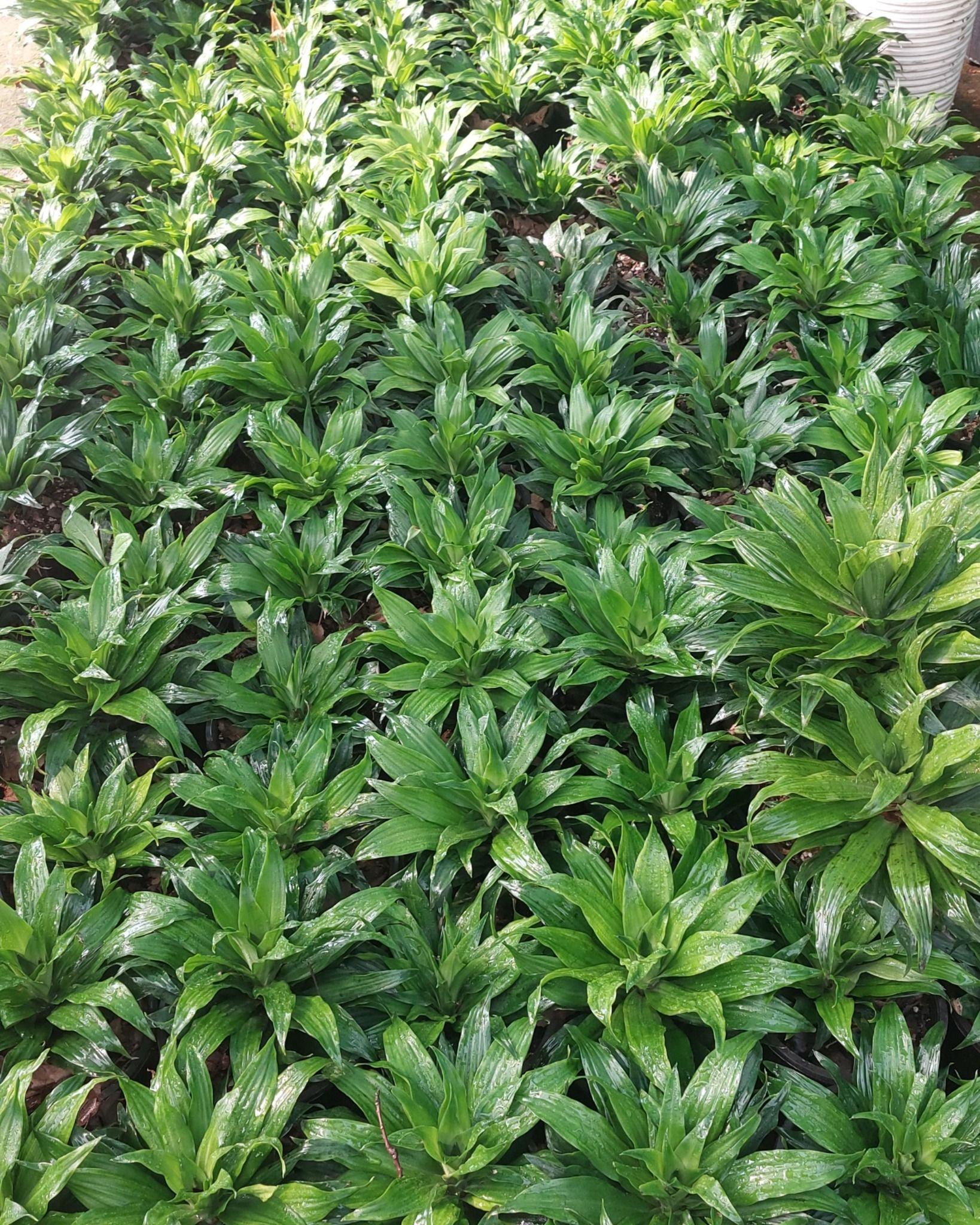 گلخانه فروغ