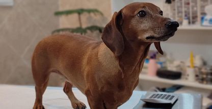 کلینیک دامپزشکی ویان پردیس