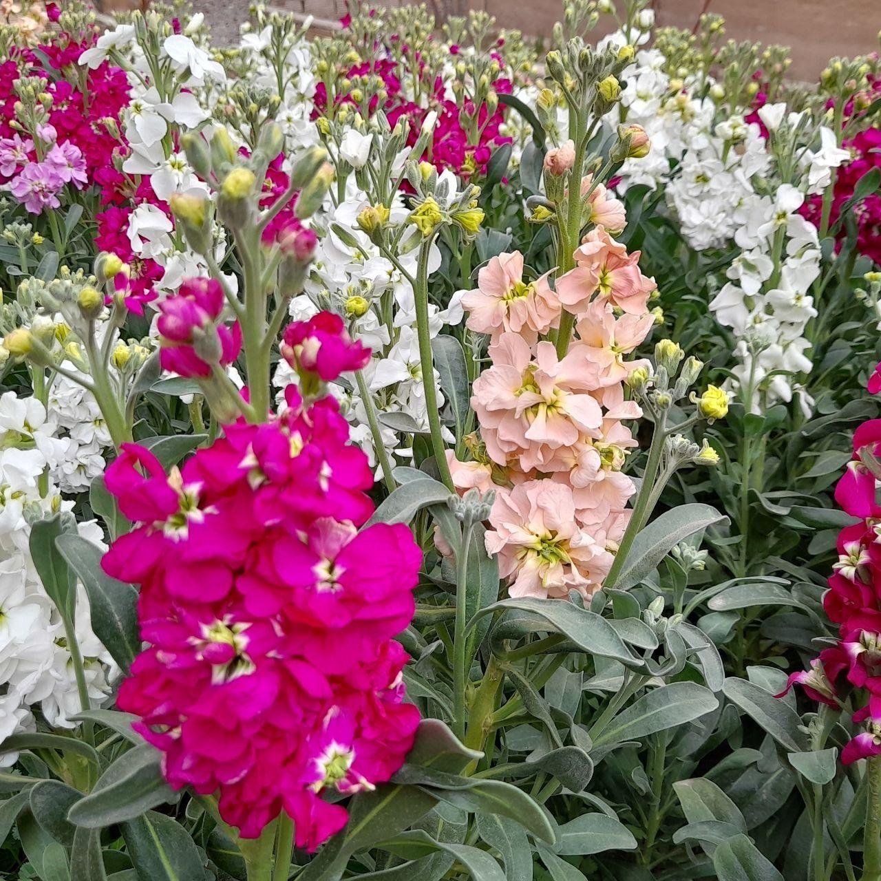 تولید وفروش گل ونهال