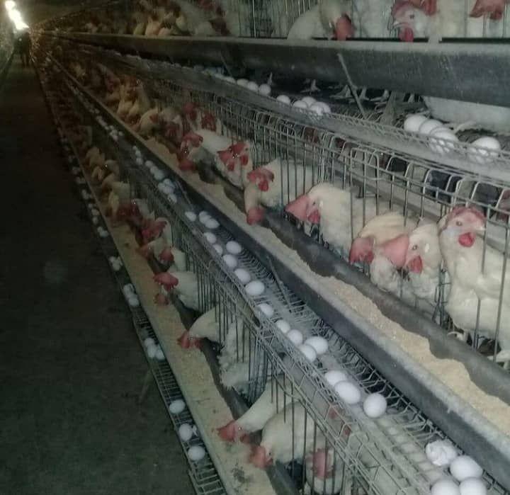 قفس سازی چوبداری