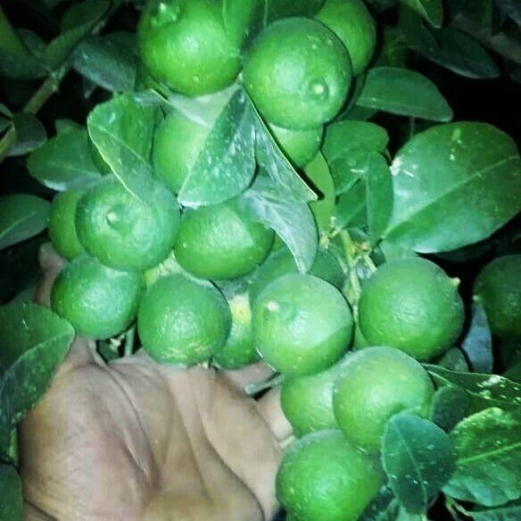 نهالستان اطمينان