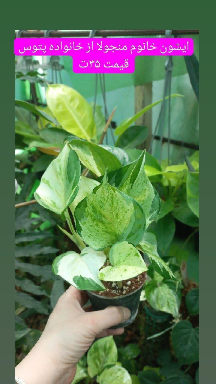 فروش گلهای آپارتمانی