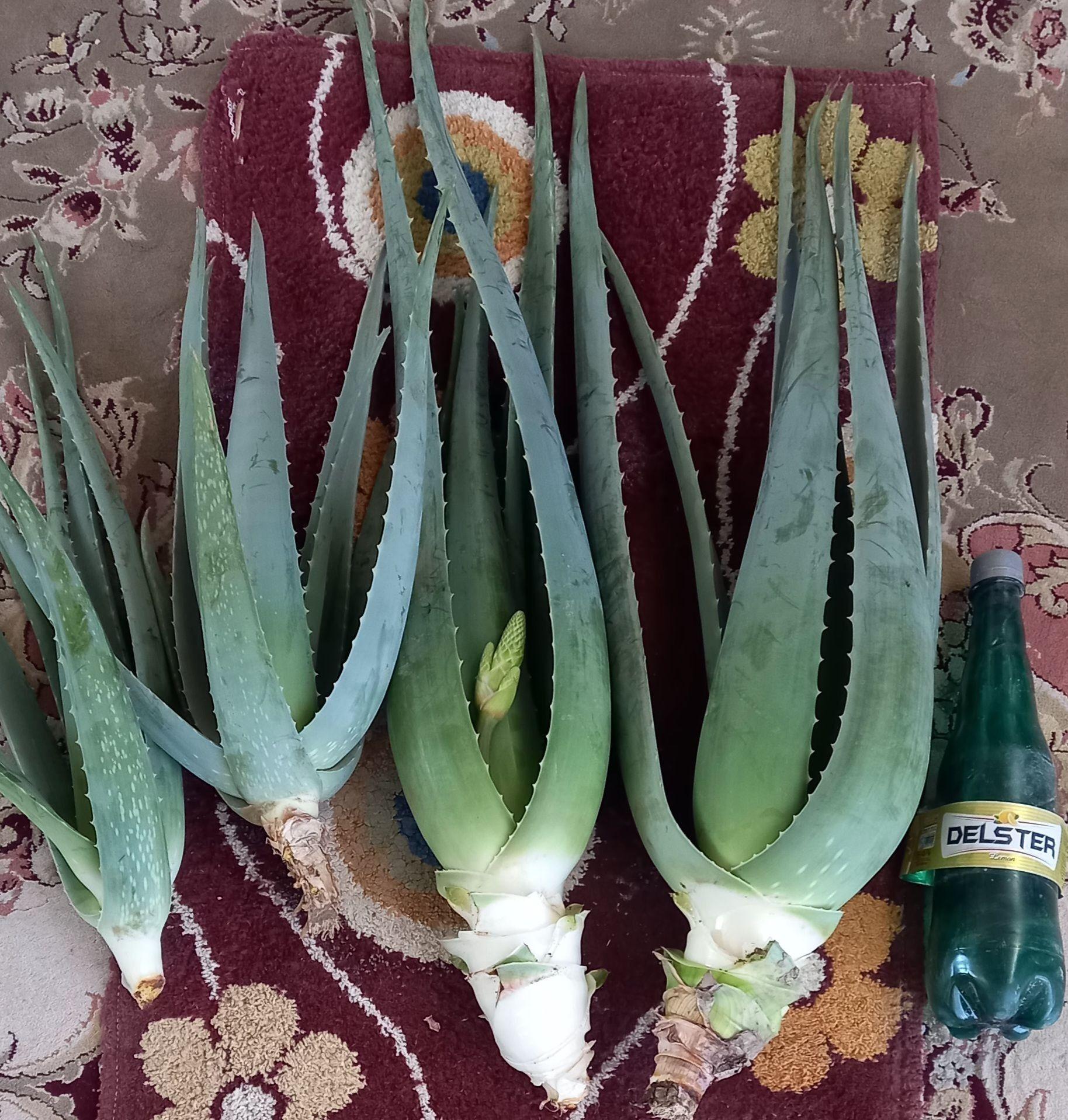 الوئورا گلدانی میرزایی