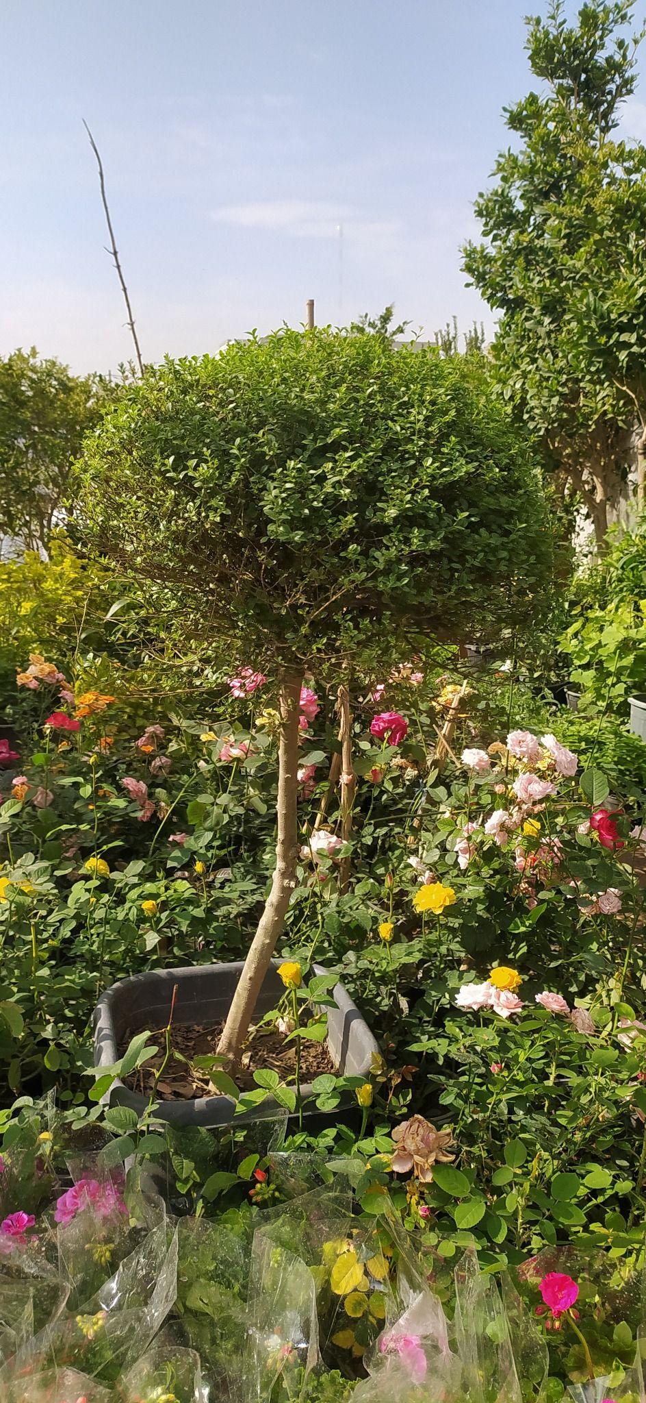 کنزو فارم گیاهان زینتی