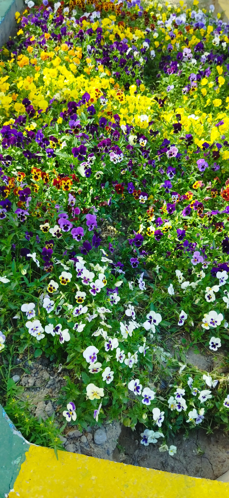 پلاژ ساحلی درشمال