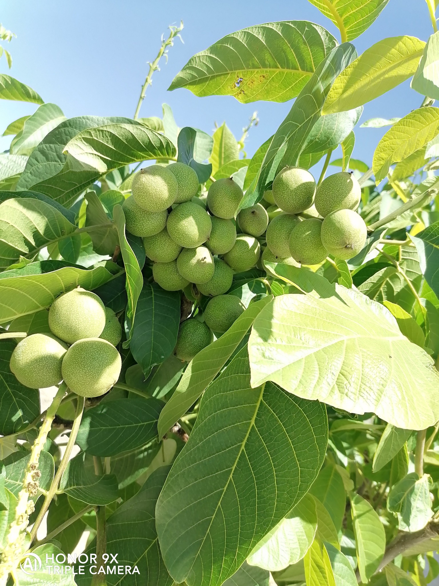 خرید و فروش باغ ویلا زمین