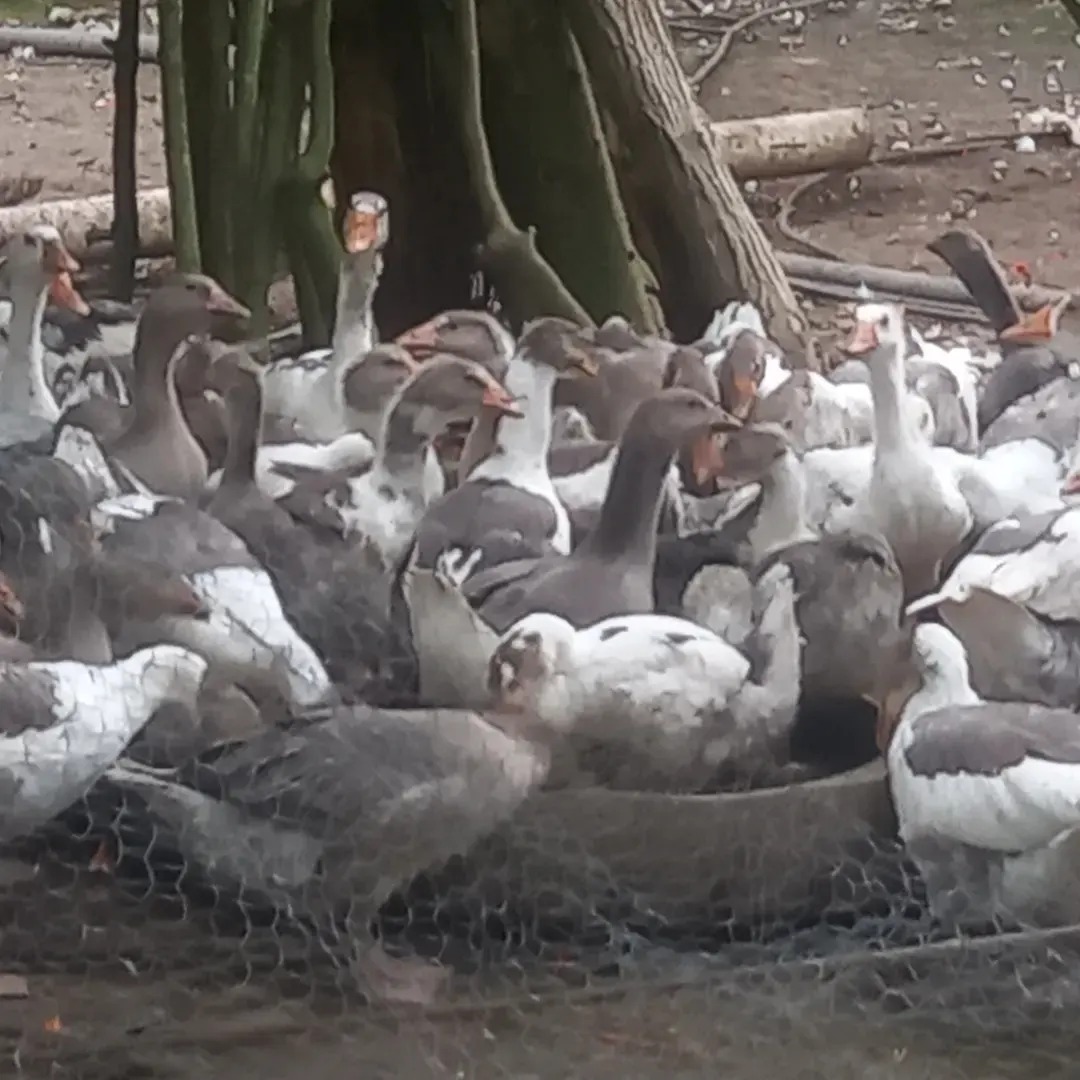 عرصه انواع غاز و خروس محلی ارگانیک خرده