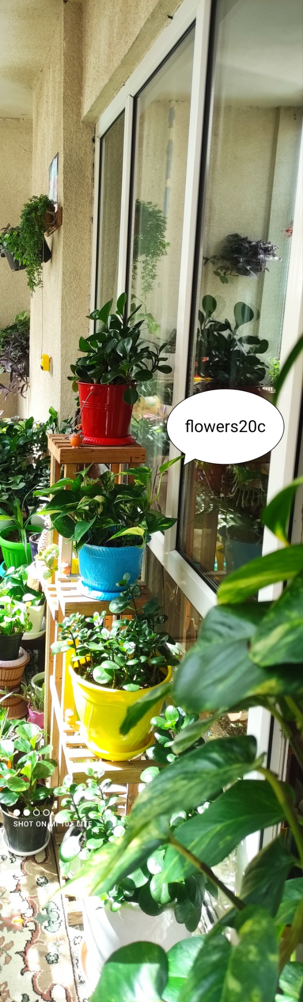 گل و گیاه طبیعی بیات