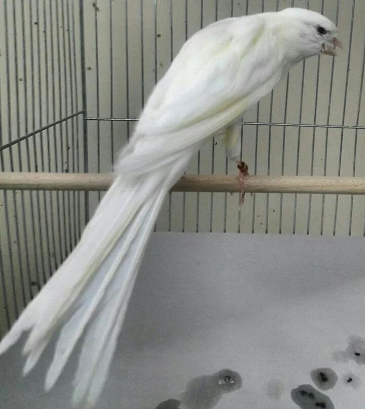 دنیای پرندگان محمود