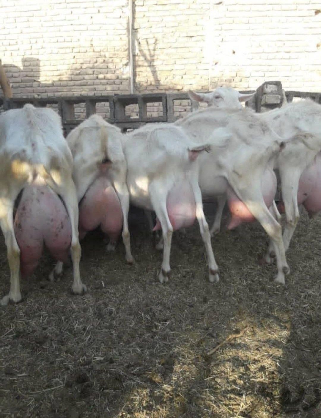 دامپروری علی قارونی