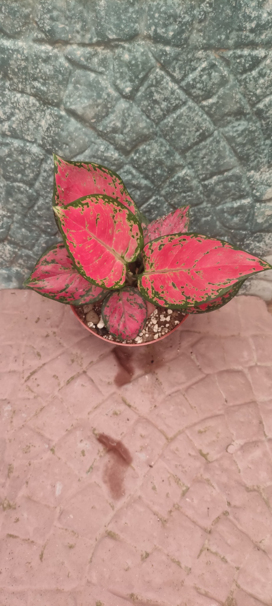 گل و گیاه  روشن