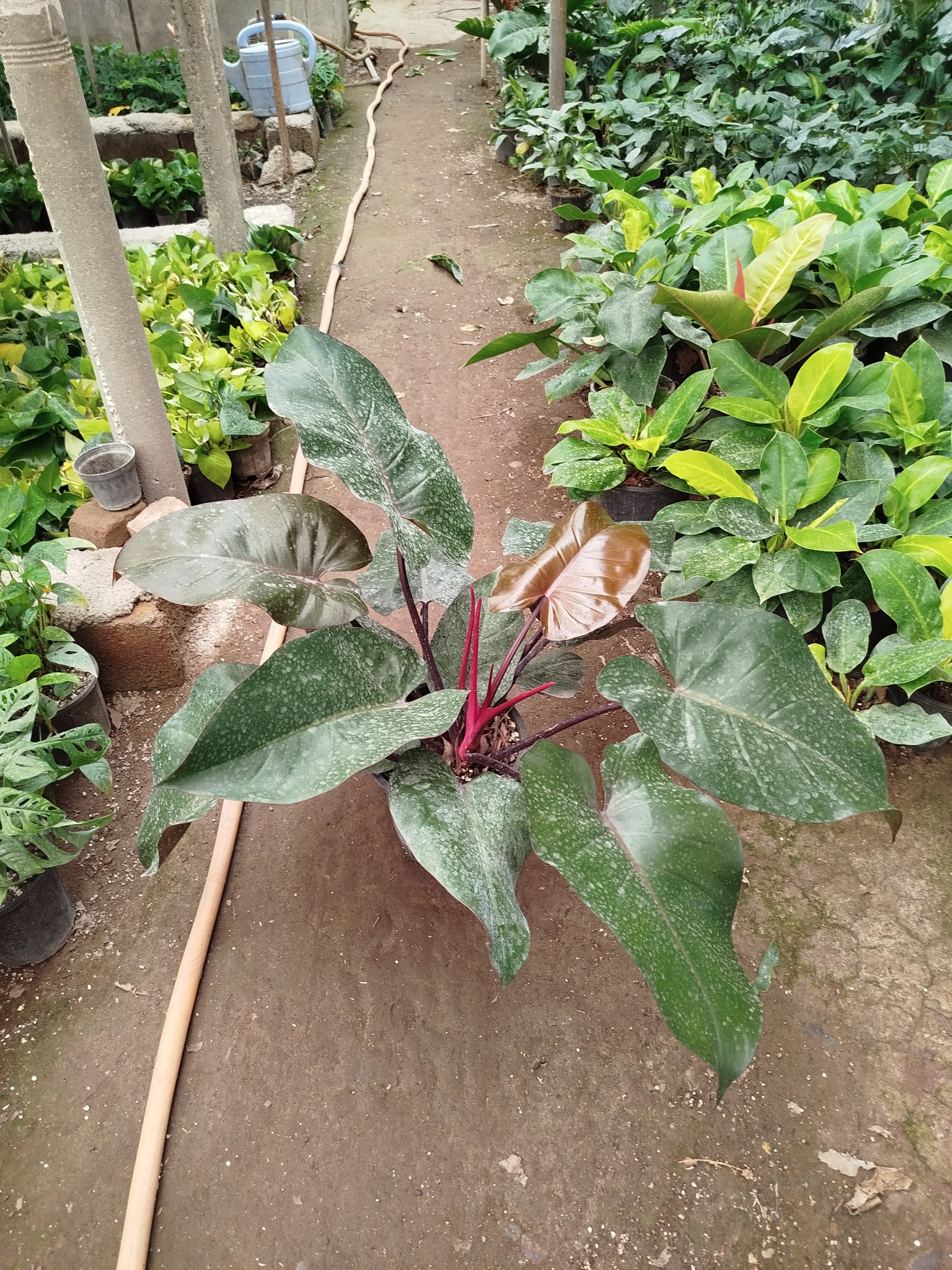 گلخانه دشت سبز آمل