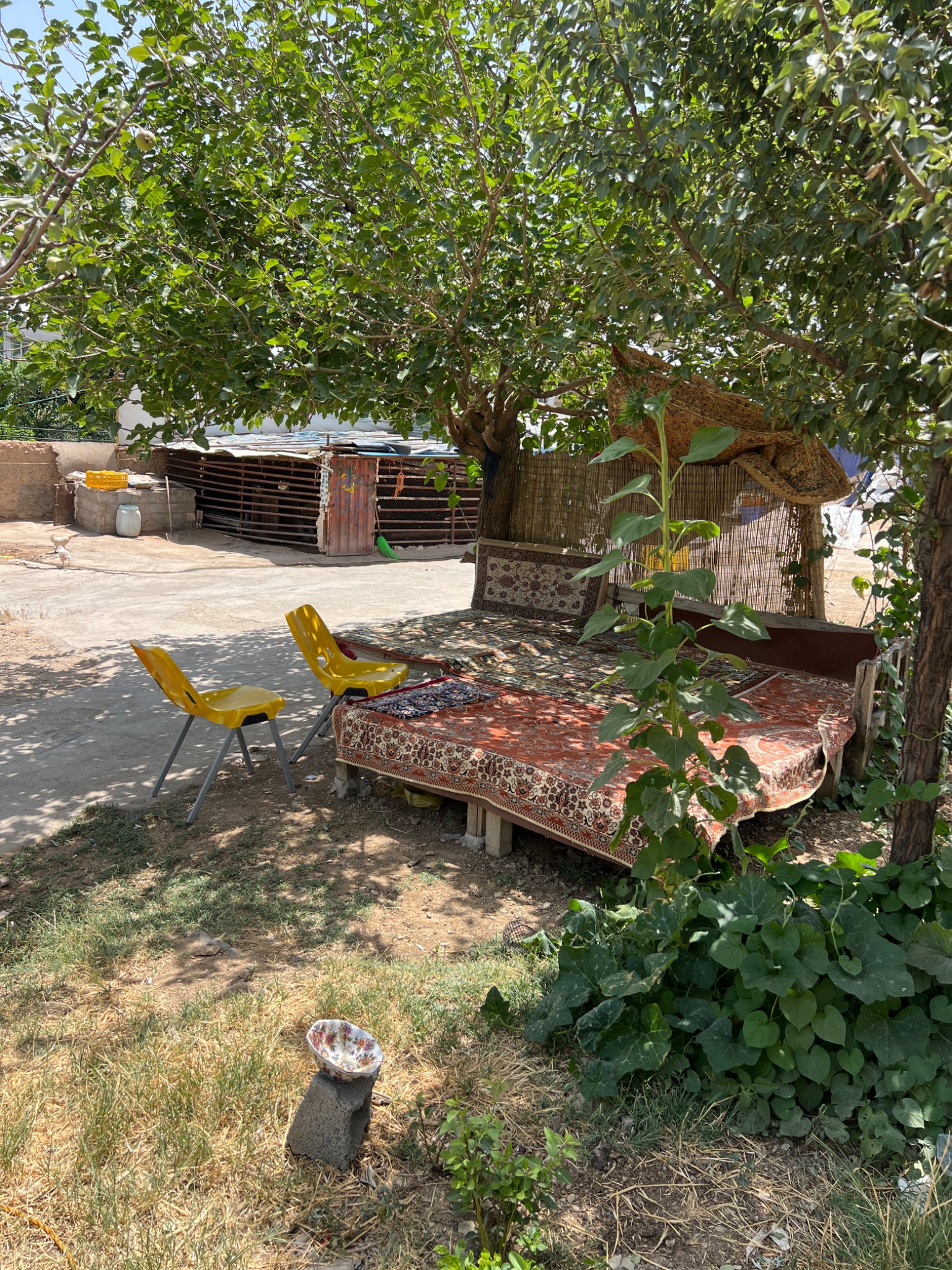 گوسفند زنده رضا آرین