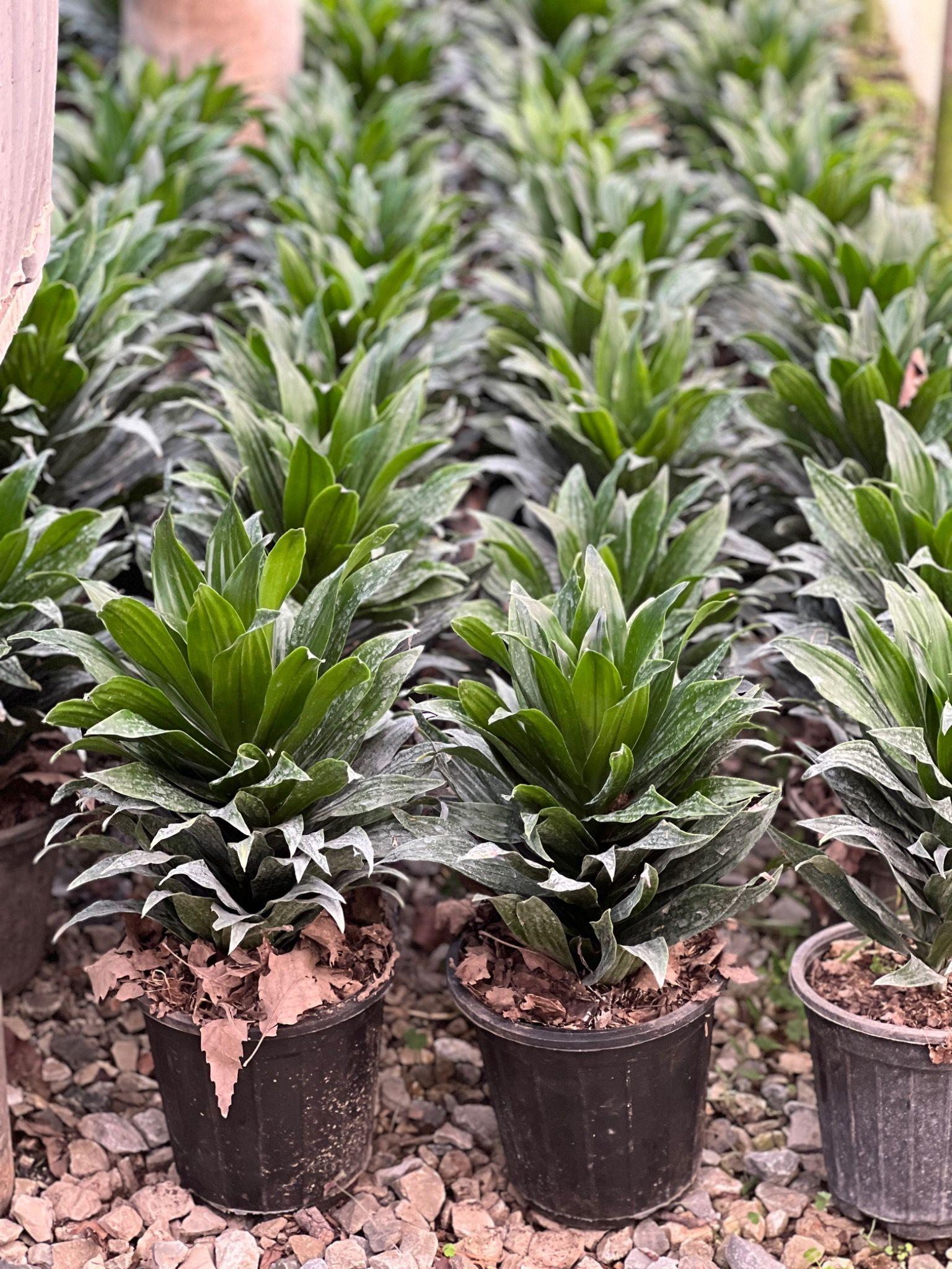 گل و گیاه چماس