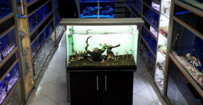 نمایشگاه و فروشگاه آکواریوم مامیران