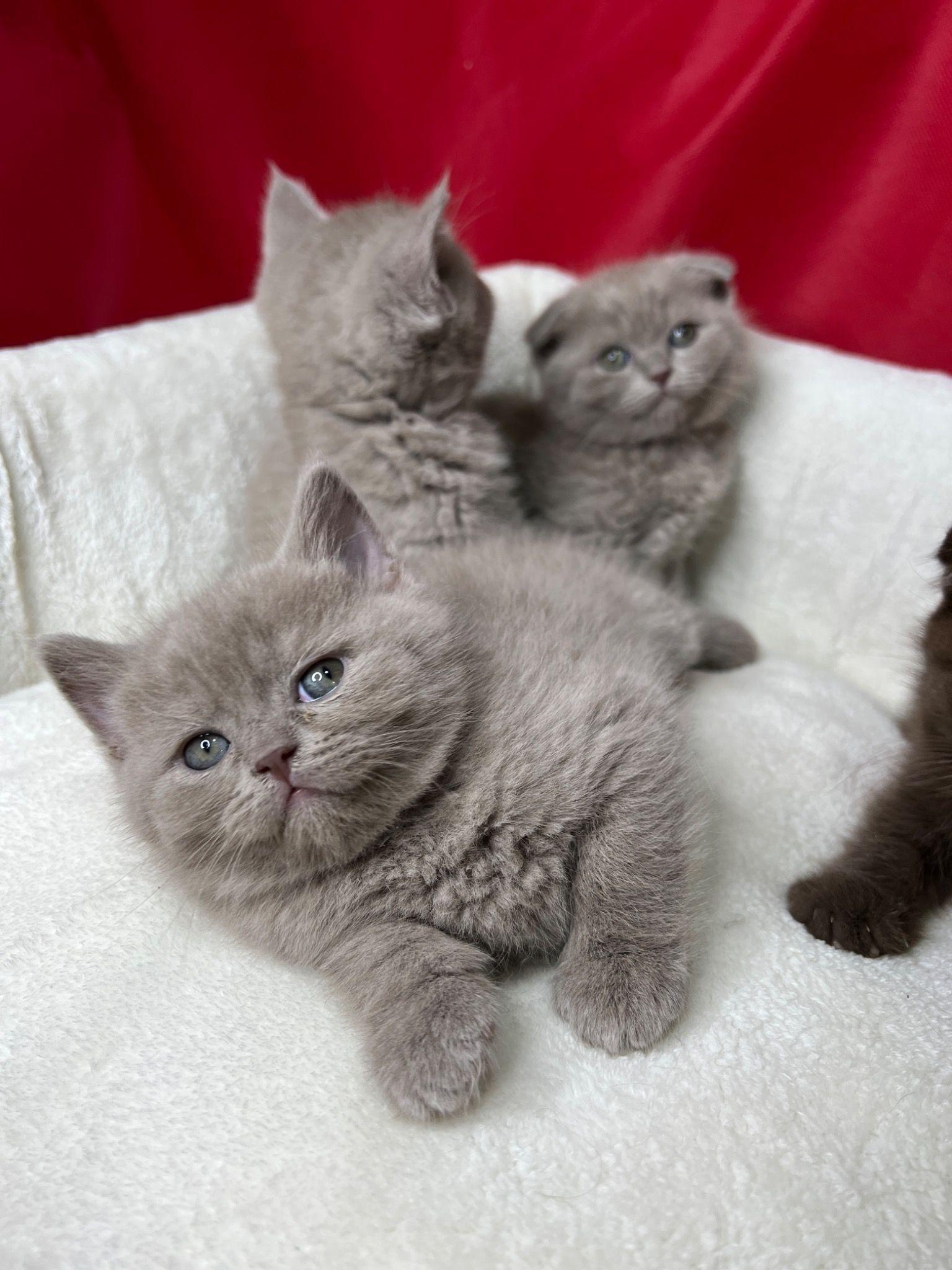 خرید گربه  فروش گربه اسکاتیش و بریتیش